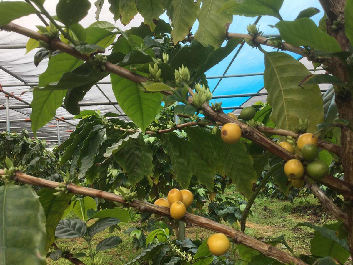 HigashiMatayoshi Coffee Farm别墅 外观 照片